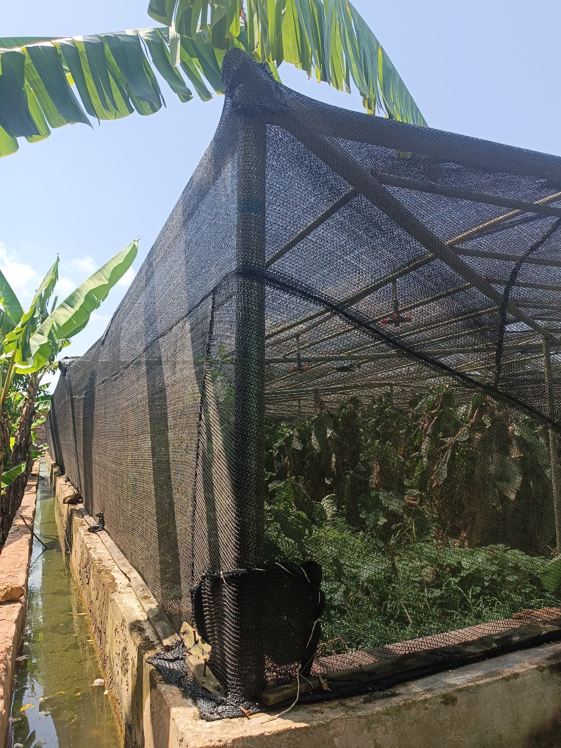 Greenhouse at Obehimeme Farms